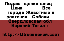 Подаю. щенка шпиц  › Цена ­ 27 000 - Все города Животные и растения » Собаки   . Свердловская обл.,Верхний Тагил г.